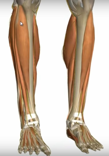 graphic showing the main muscles in the front of the lower leg